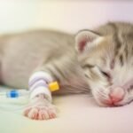 fading kitten syndrome